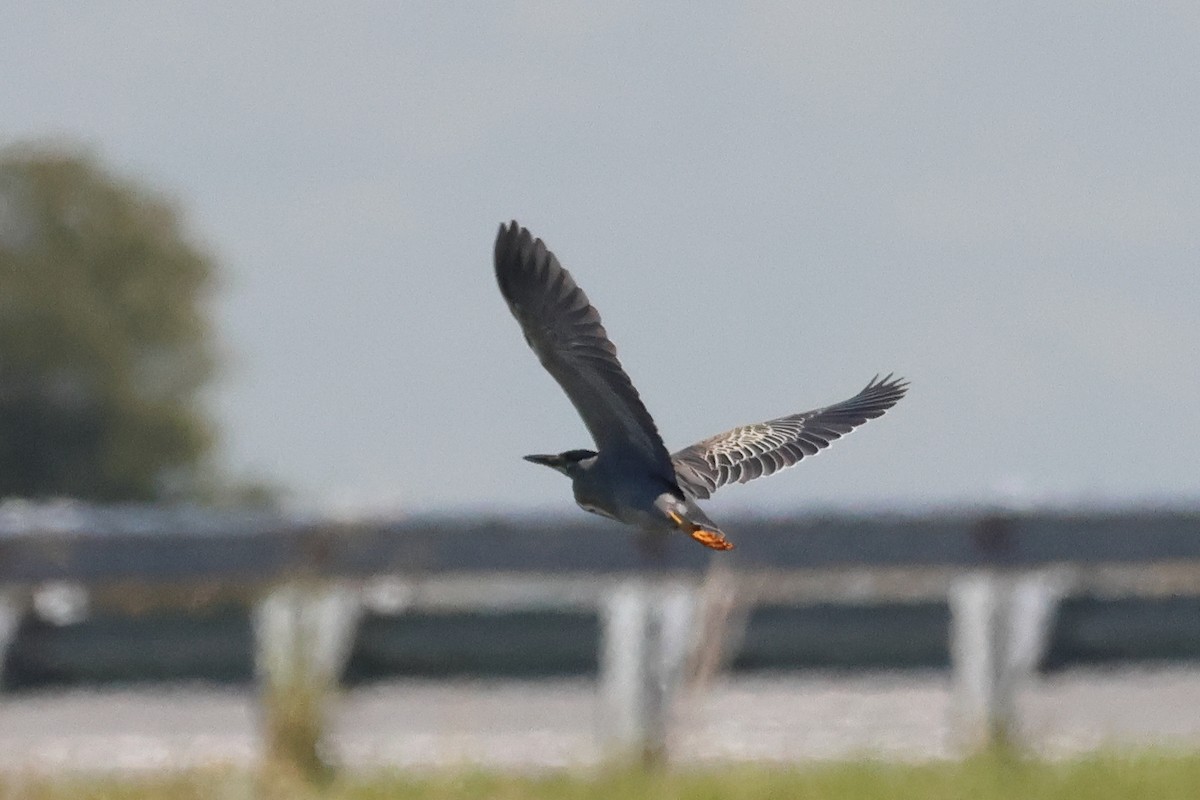 אנפית דרום אמריקנית - ML646292906