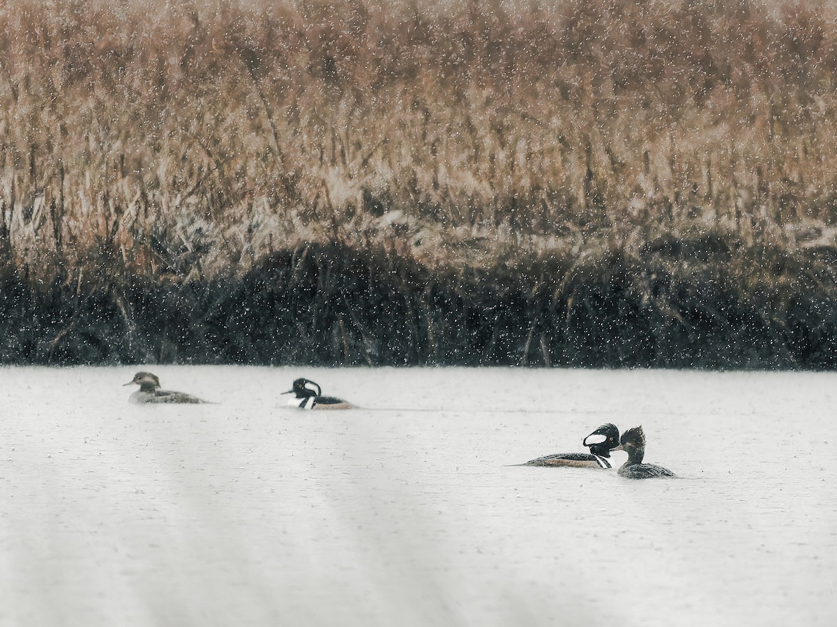 morčák chocholatý - ML646292908