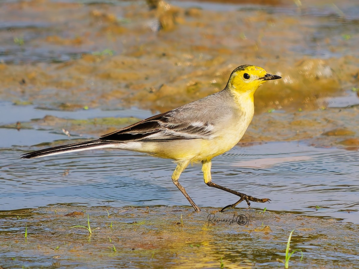 Cutrettola testagialla orientale - ML646292913