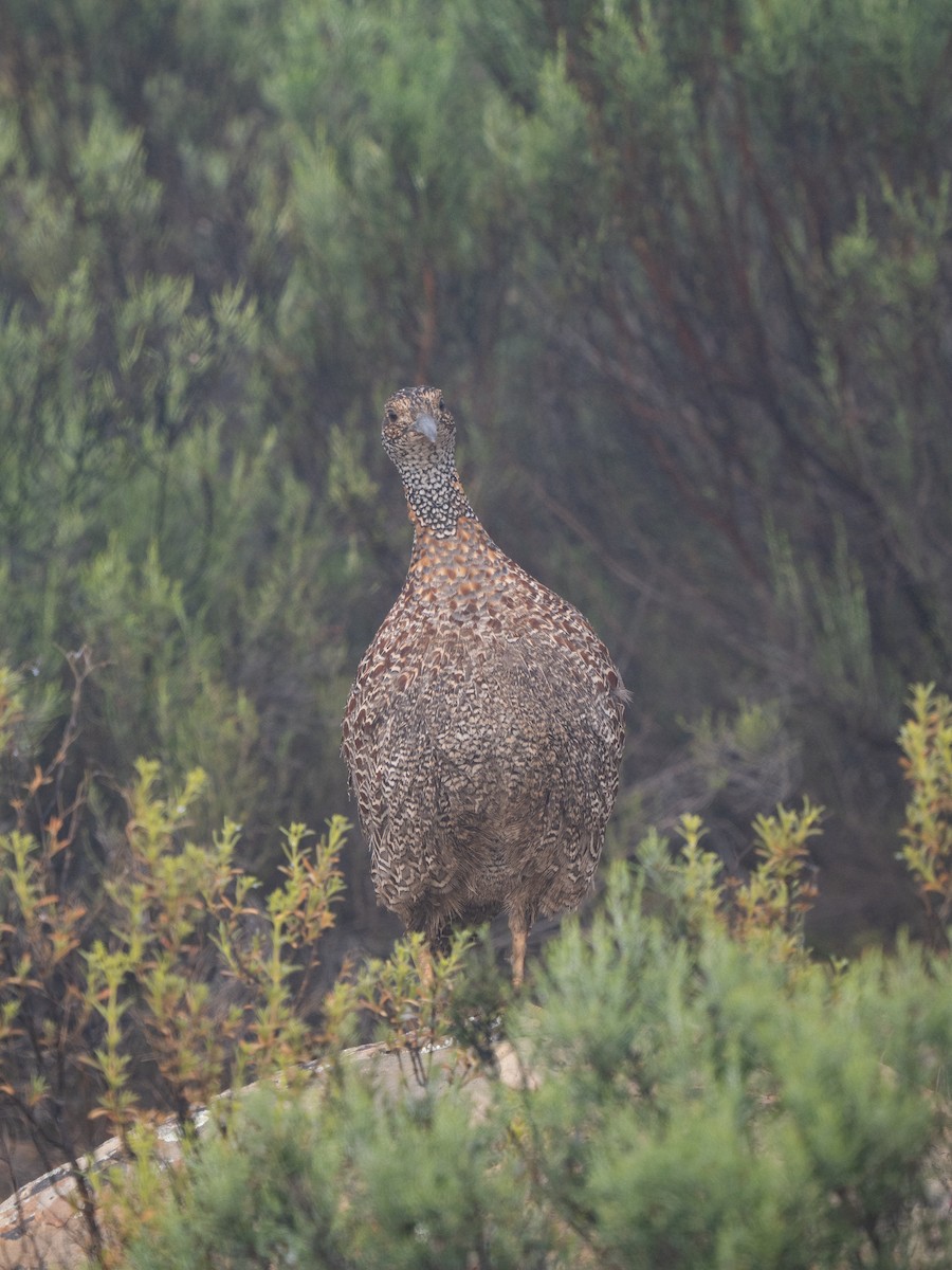Gray-winged Francolin - ML646292915