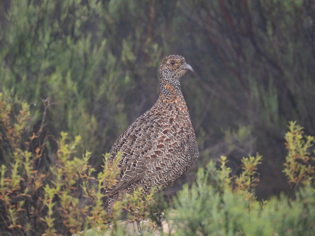 Gray-winged Francolin - ML646292916