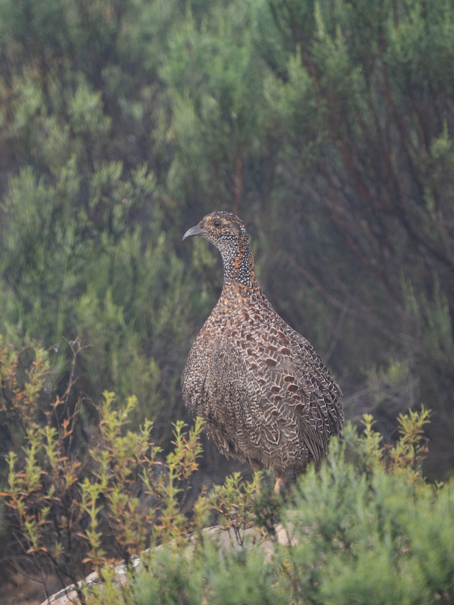 Gray-winged Francolin - ML646292917