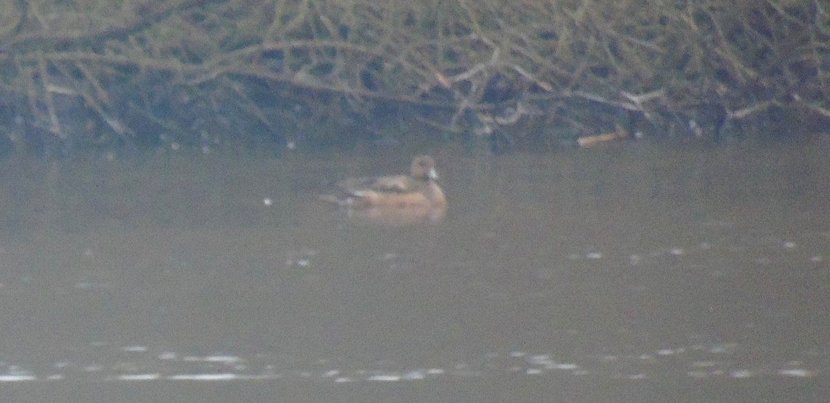 Eurasian Wigeon - ML646292918