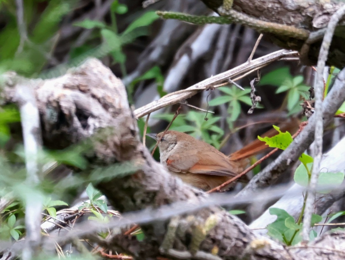 Little Thornbird - ML646292919