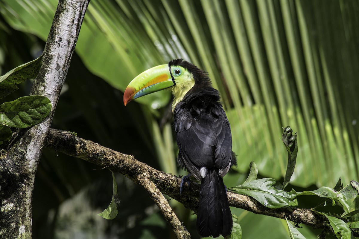 Keel-billed Toucan - ML646292920
