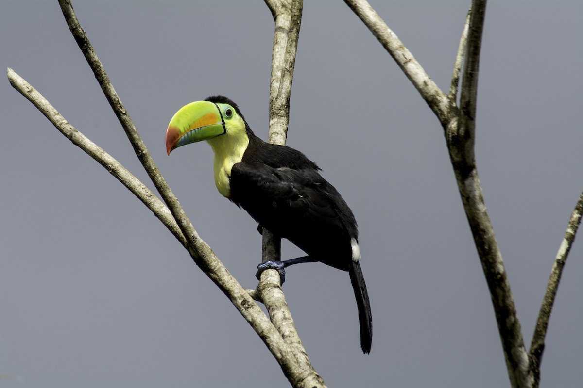Keel-billed Toucan - ML646292921