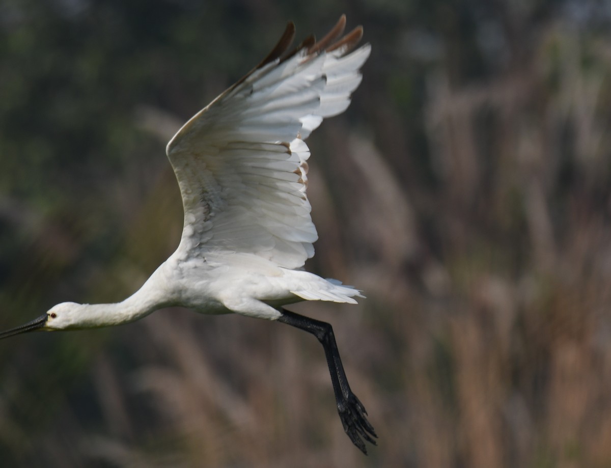 Eurasian Spoonbill - ML646292924