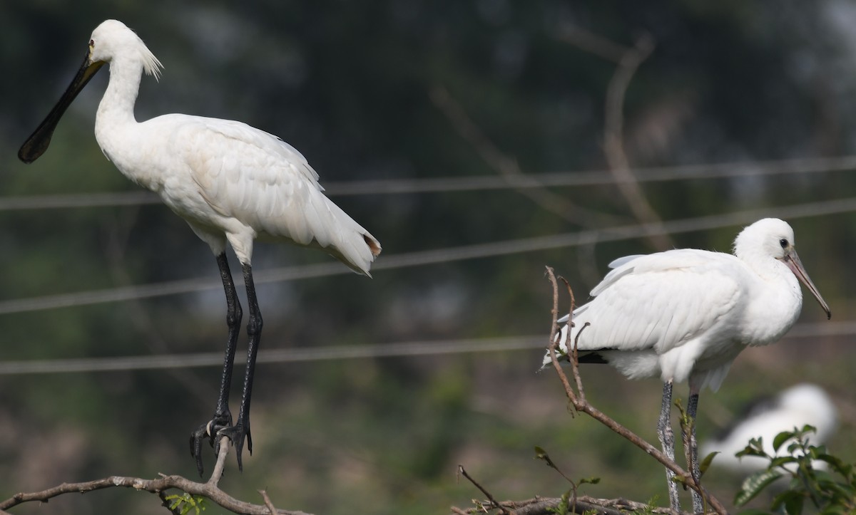 Eurasian Spoonbill - ML646292925