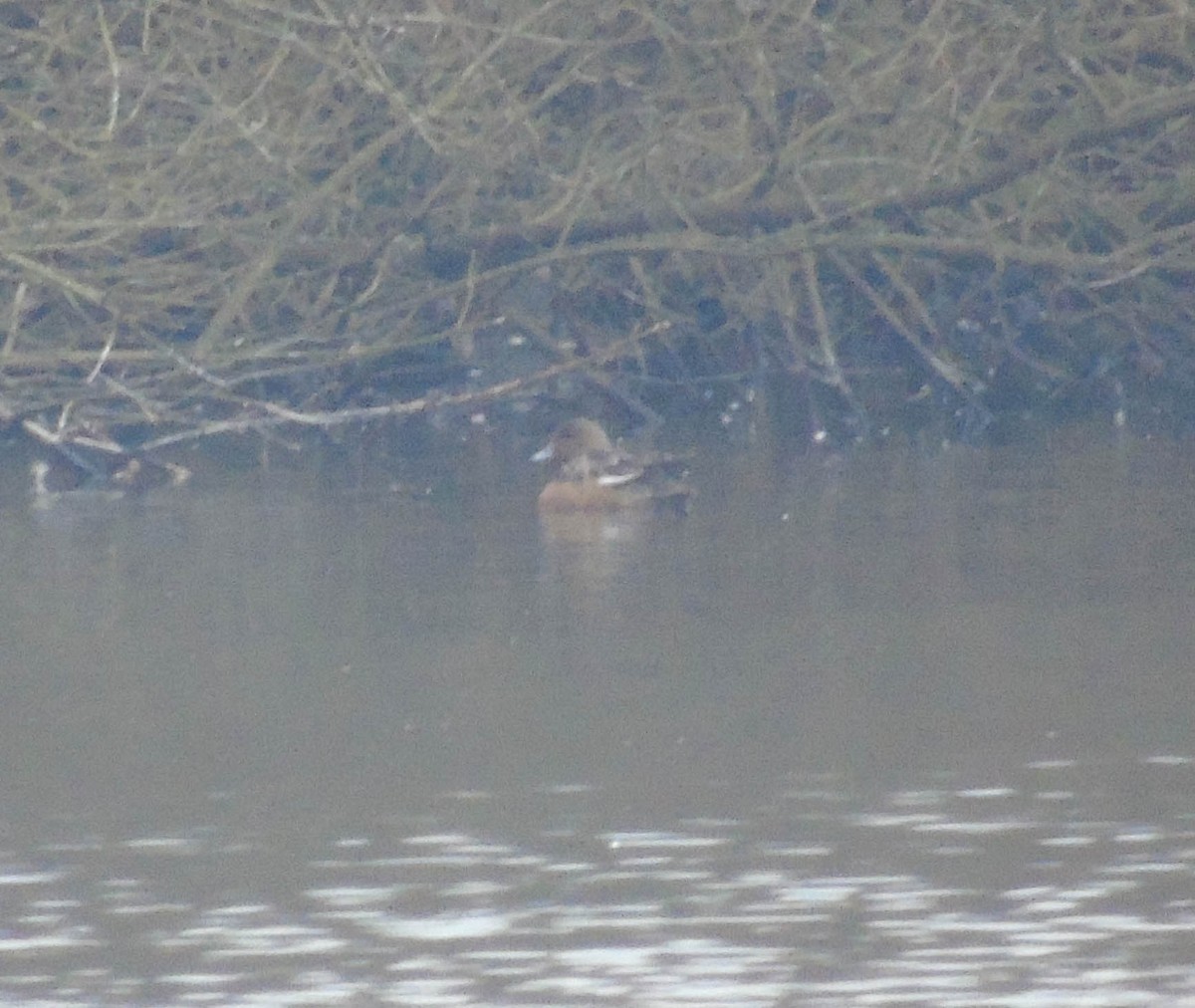 Eurasian Wigeon - ML646292926