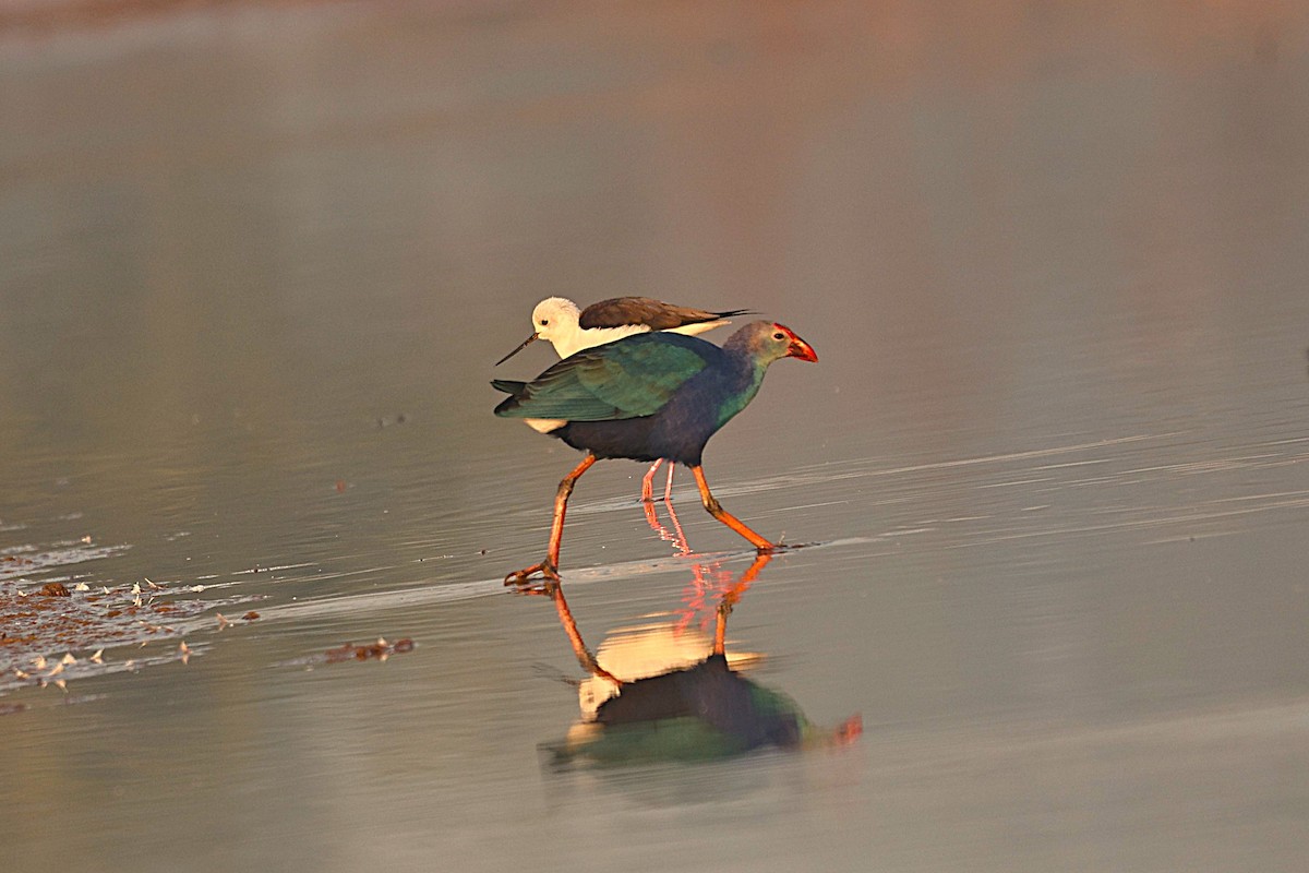 Gray-headed Swamphen - ML646292927