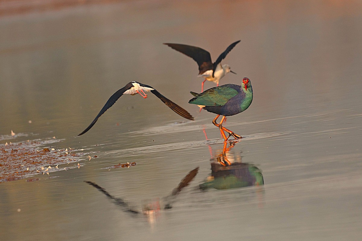 Gray-headed Swamphen - ML646292928
