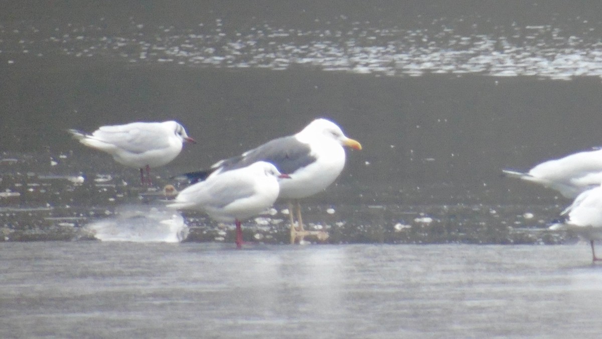 Lesser Black-backed Gull - ML646292929