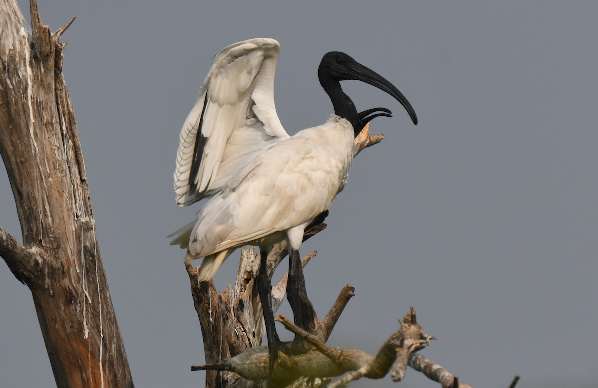 Black-headed Ibis - ML646292930