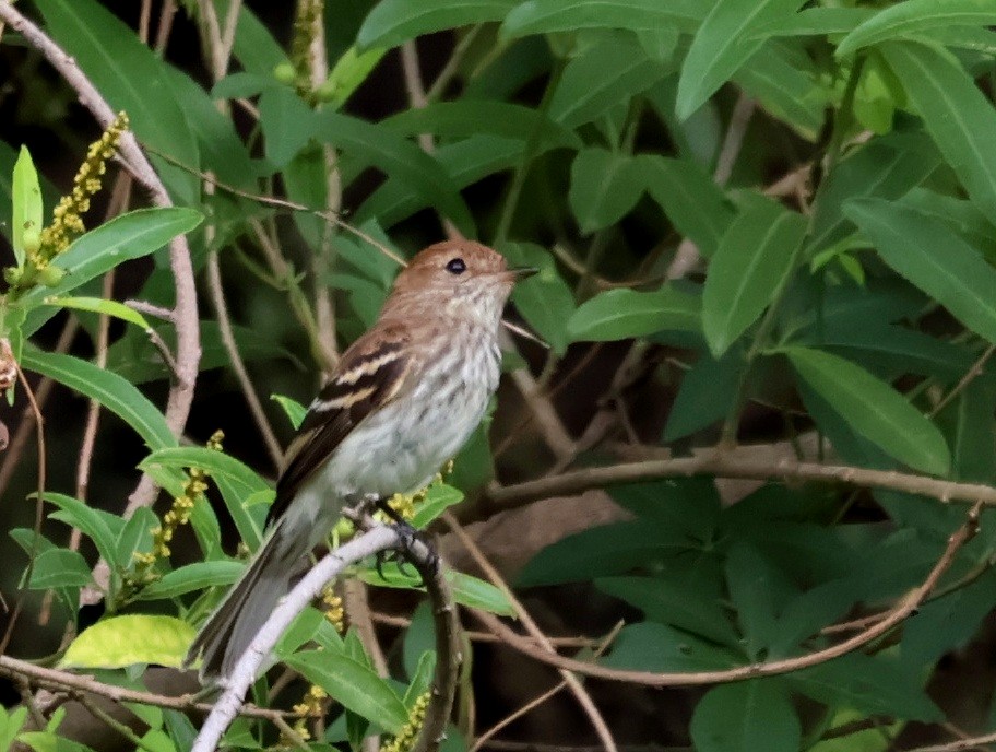 Bran-colored Flycatcher - ML646292931