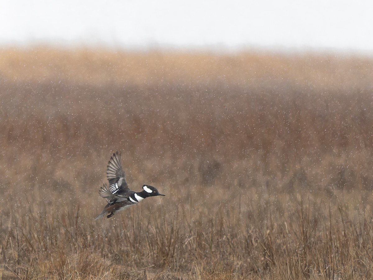 Hooded Merganser - ML646292932