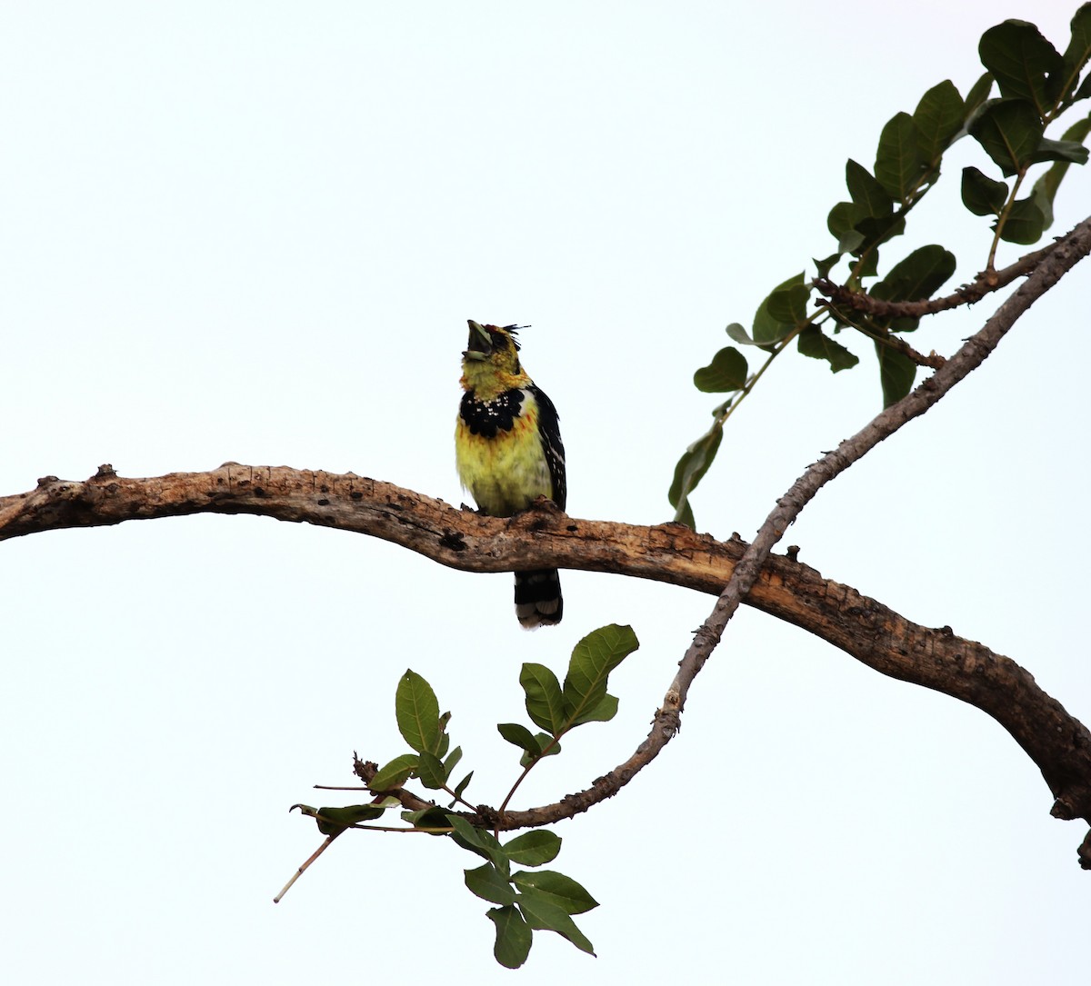 Crested Barbet - ML646292933