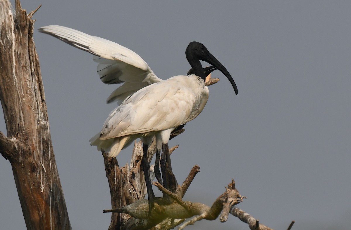 Black-headed Ibis - ML646292934