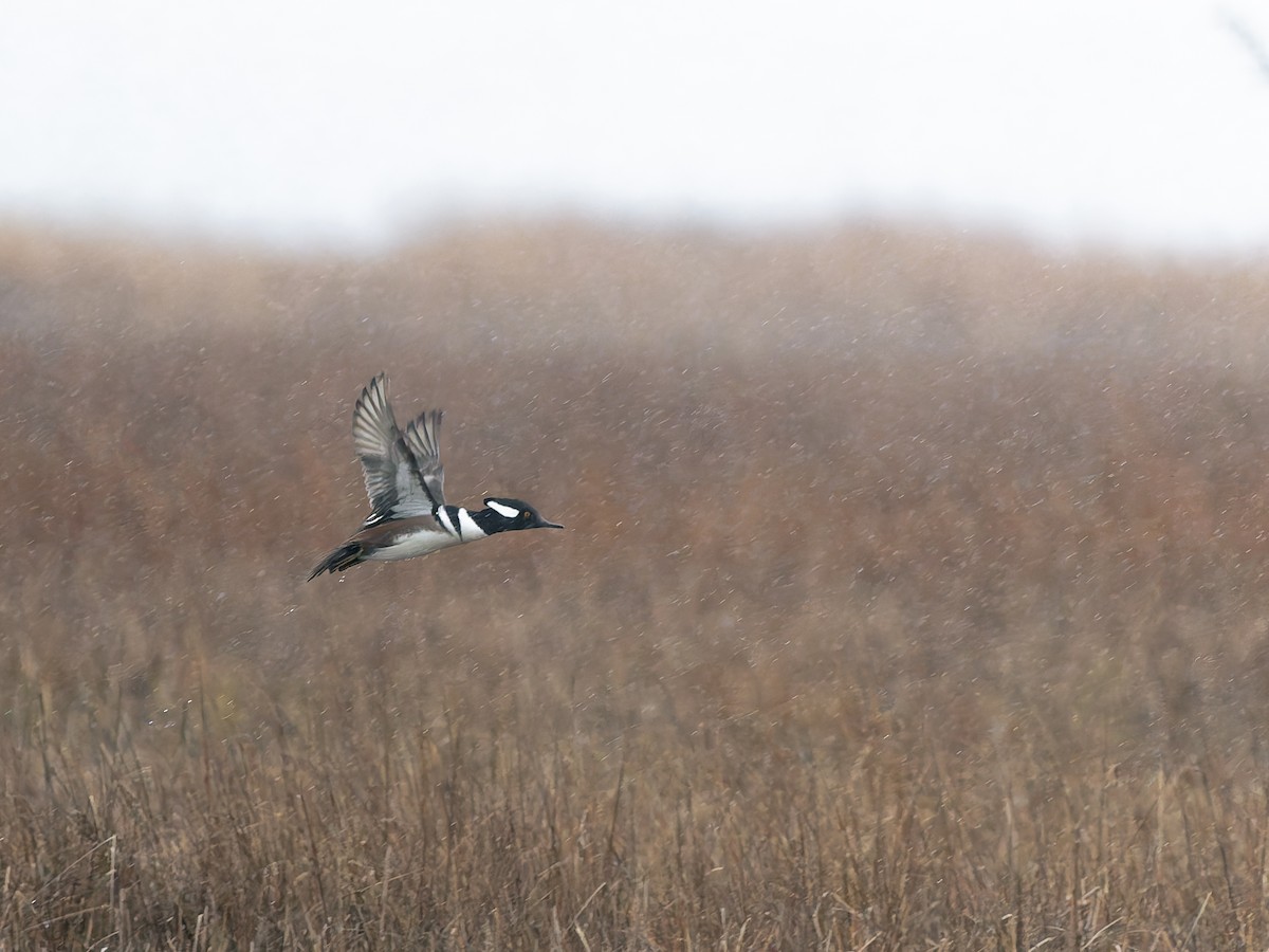 Hooded Merganser - ML646292935