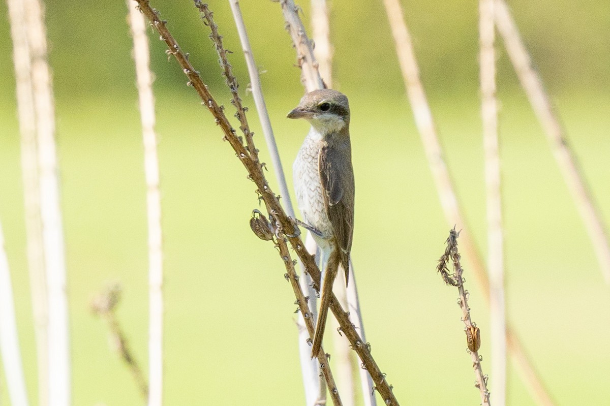 Red-tailed Shrike - ML646292936