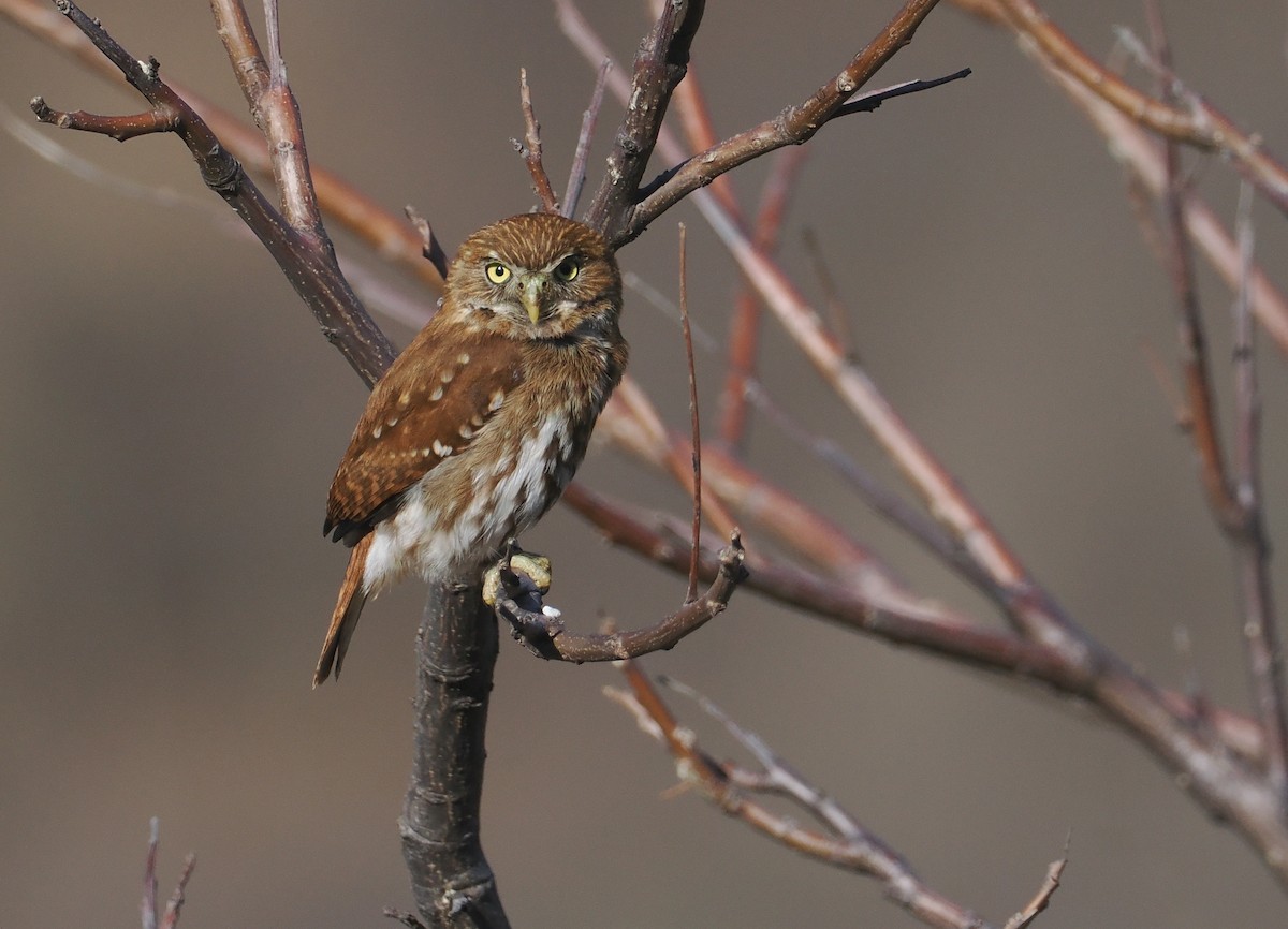 Ferruginous Pygmy-Owl - ML646292937