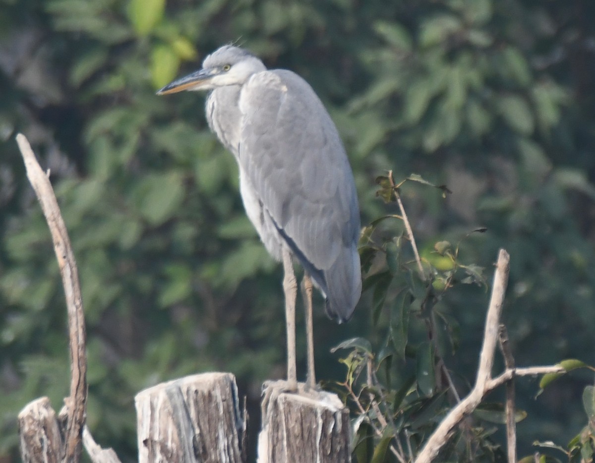 Gray Heron - ML646292938