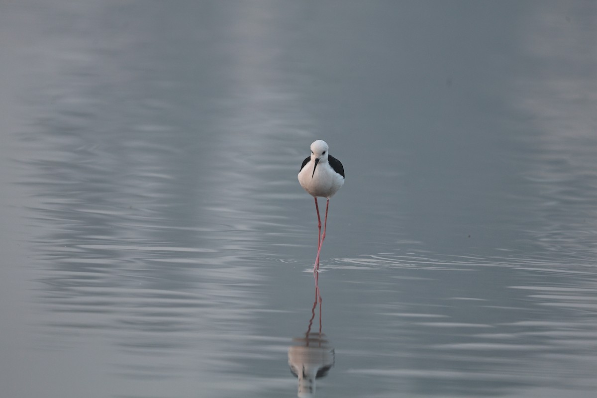 Black-winged Stilt - ML646292939