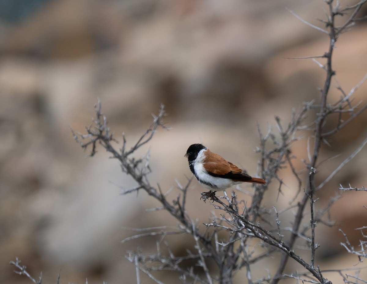Black-headed Canary - ML646292940