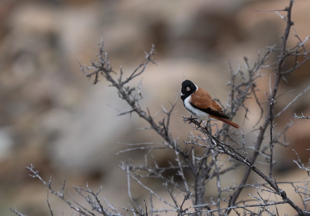 Black-headed Canary - ML646292941