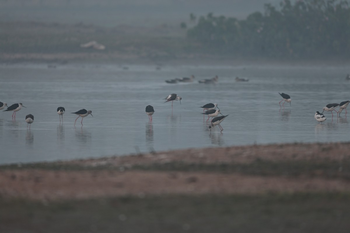 Black-winged Stilt - ML646292942