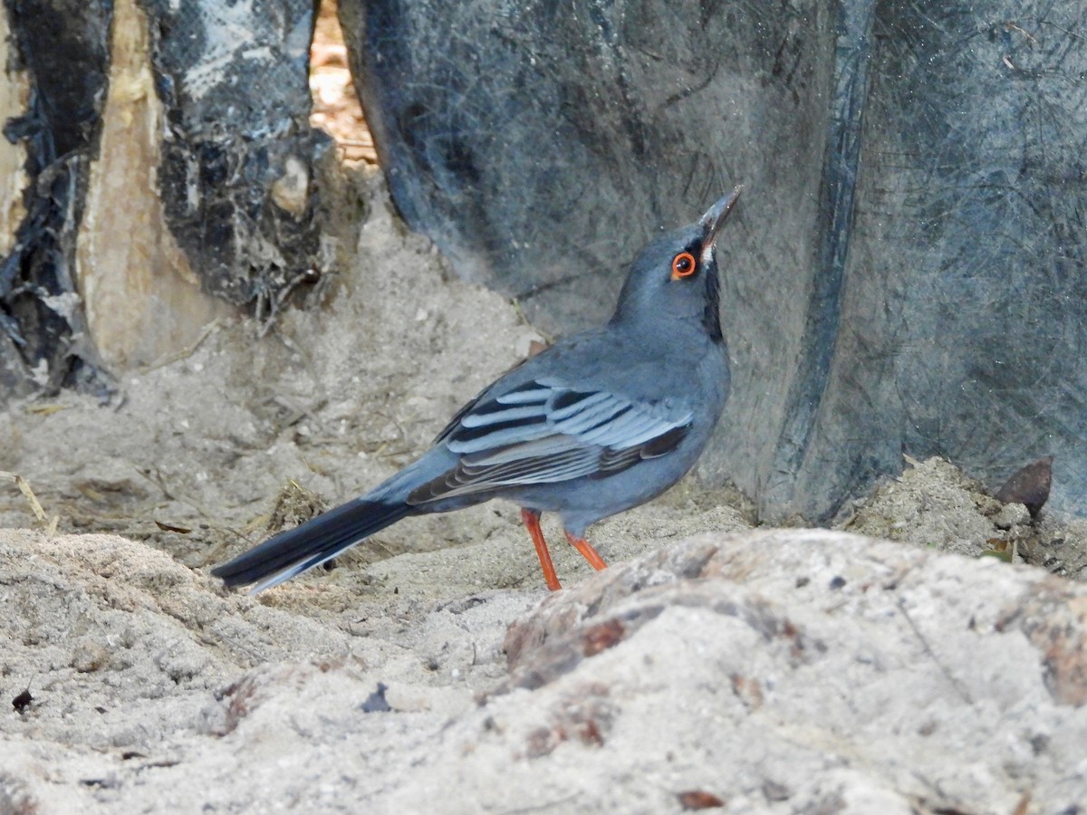 Western Red-legged Thrush (Bahamas) - ML646292943