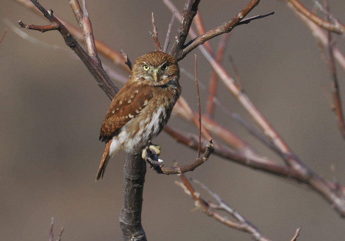Ferruginous Pygmy-Owl - ML646292944
