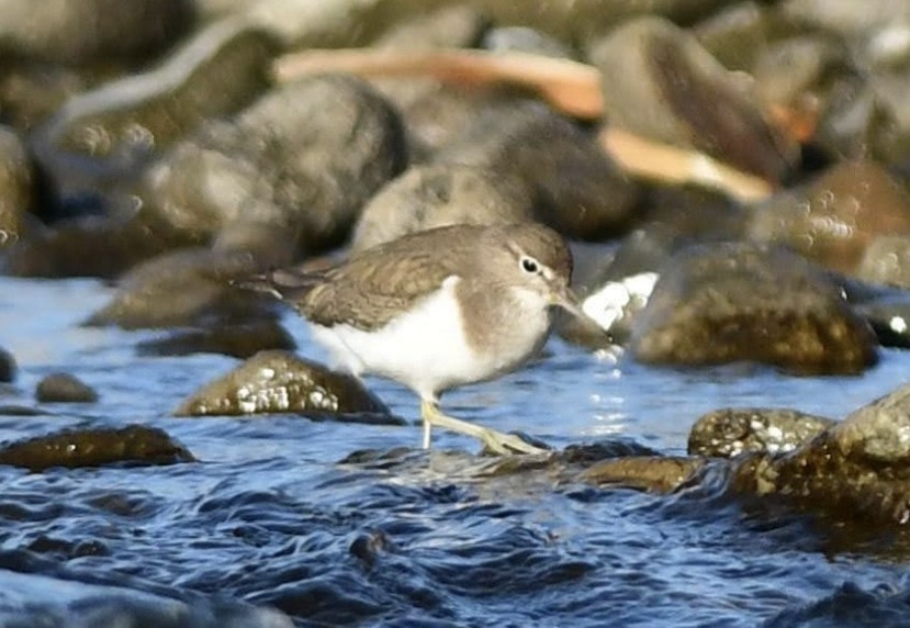 Common Sandpiper - ML646292945