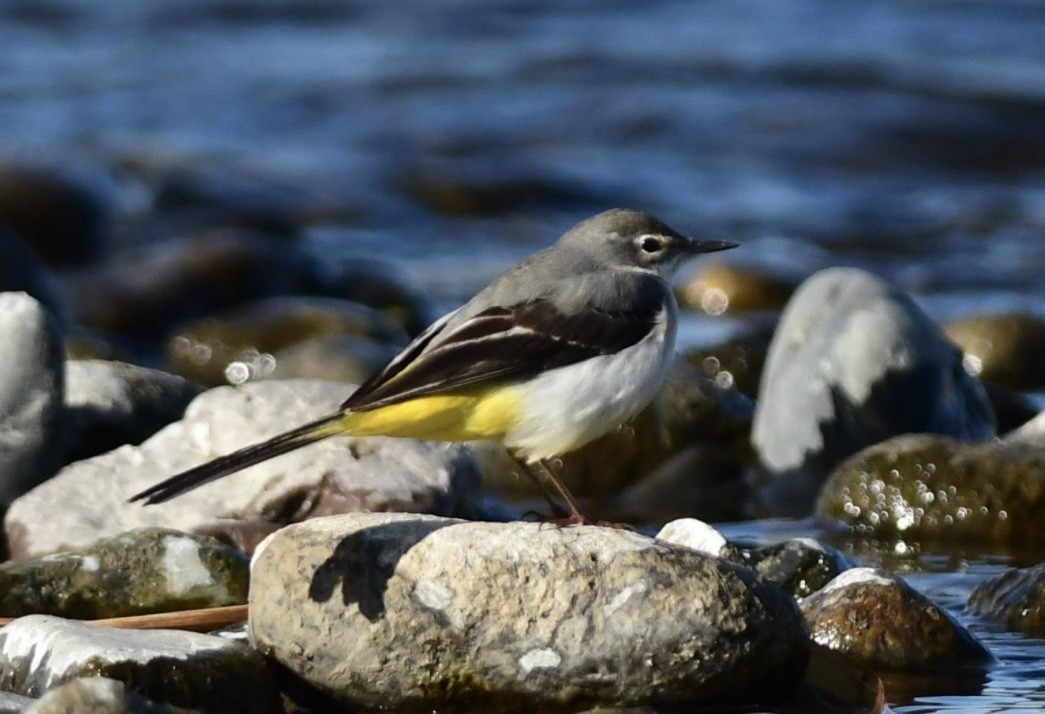 Gray Wagtail - ML646292946