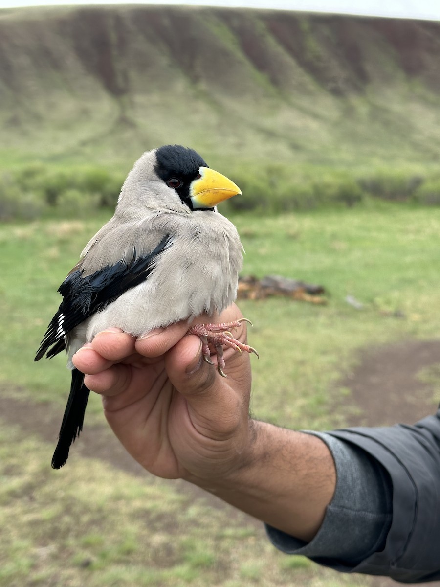 桑鳲 - ML646292947