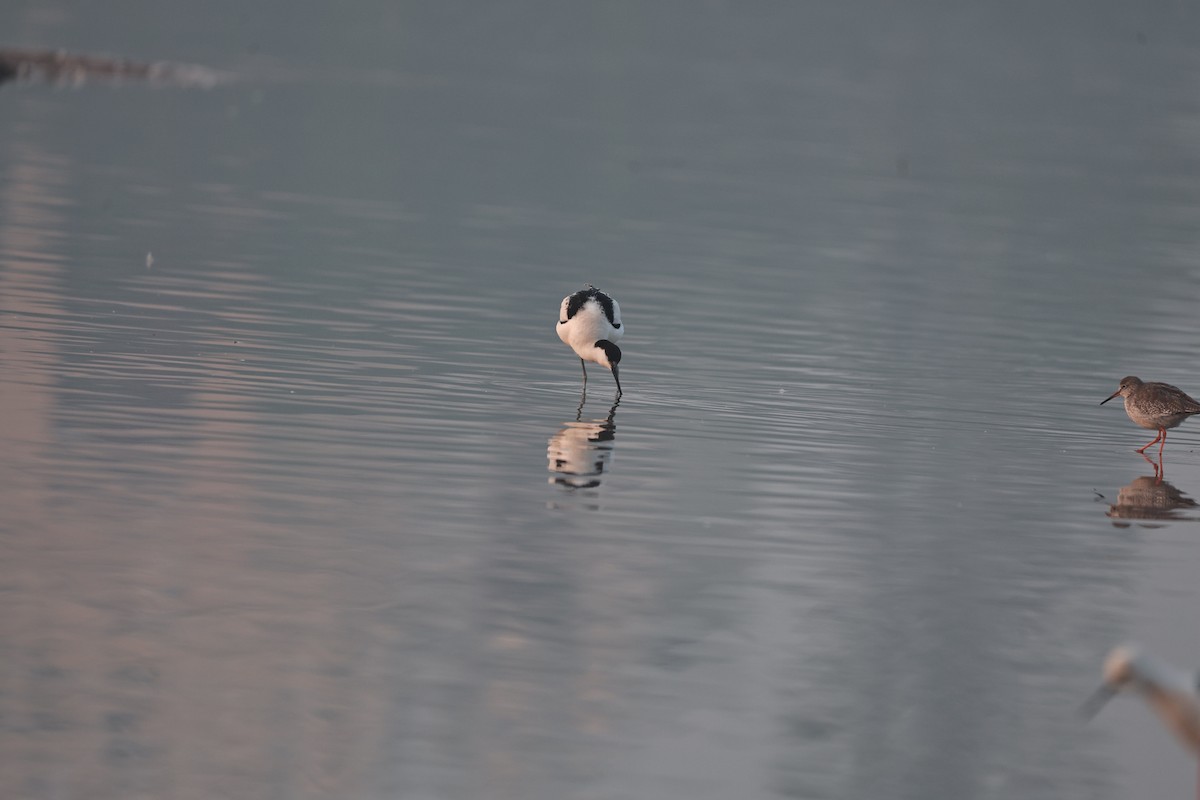 Чоботар синьоногий - ML646292961