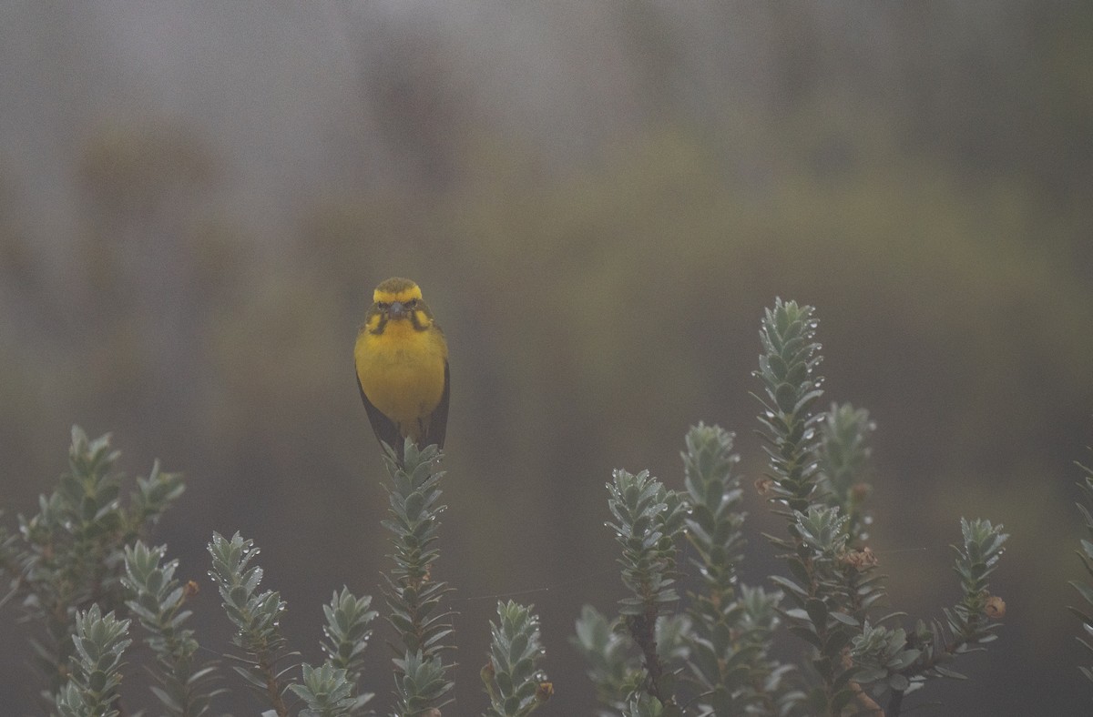 Щедрик жовточеревий - ML646292964