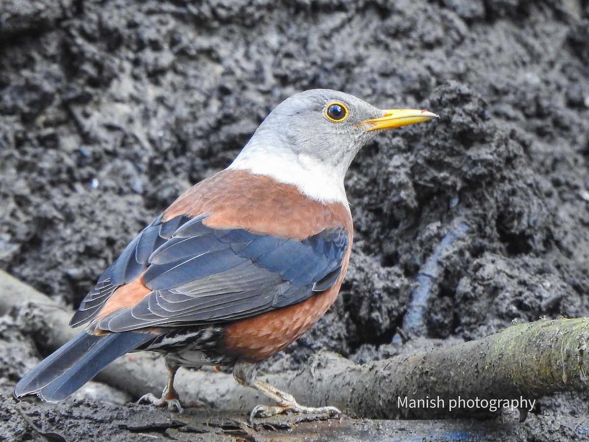 Дрізд каштановий - ML646292965