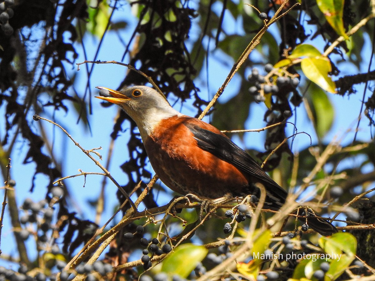 Дрізд каштановий - ML646292966