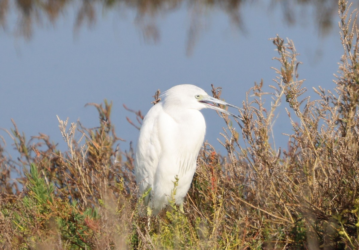 Little Blue Heron - ML646292967