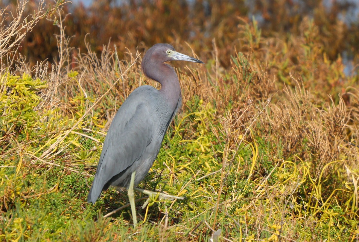 Little Blue Heron - ML646292968