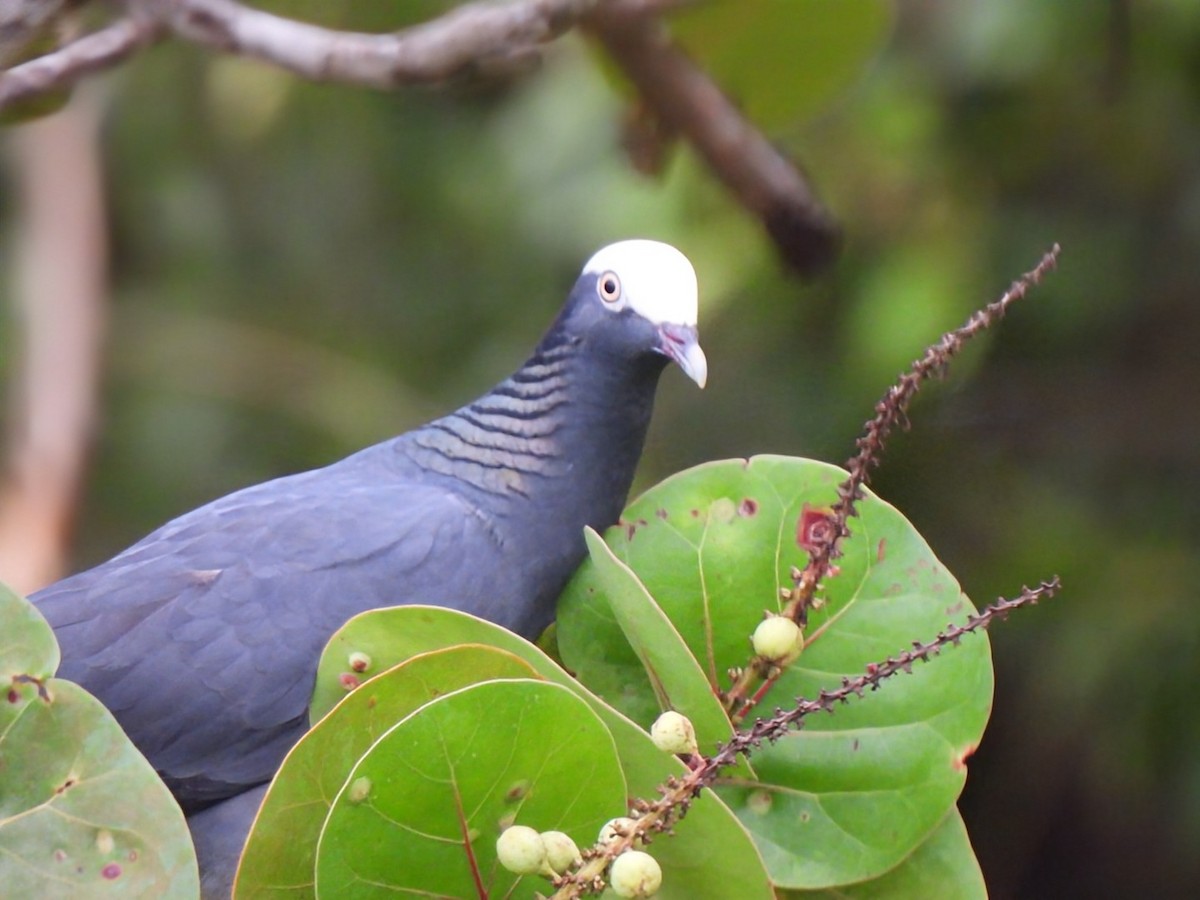 White-crowned Pigeon - ML646292969