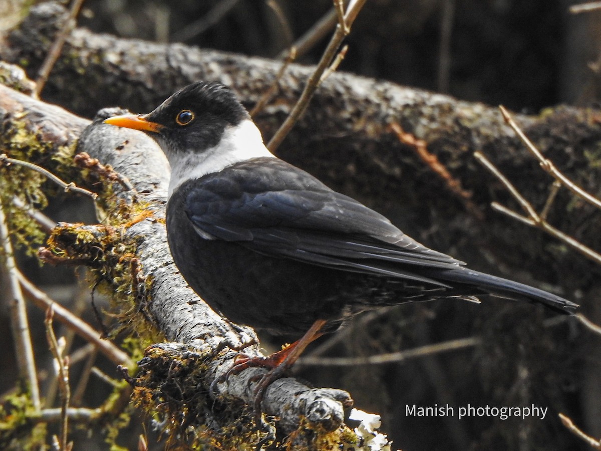 Дрізд гімалайський - ML646292972