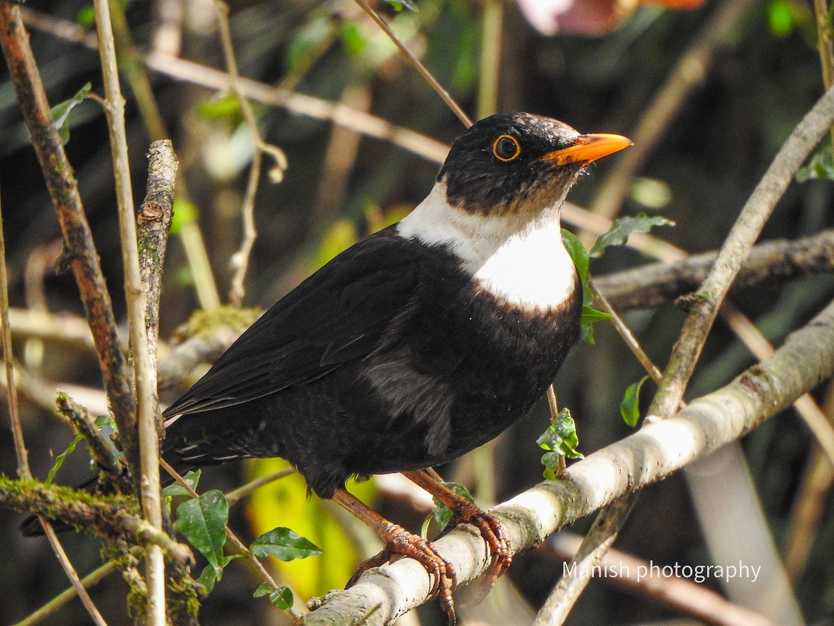 Дрізд гімалайський - ML646292973