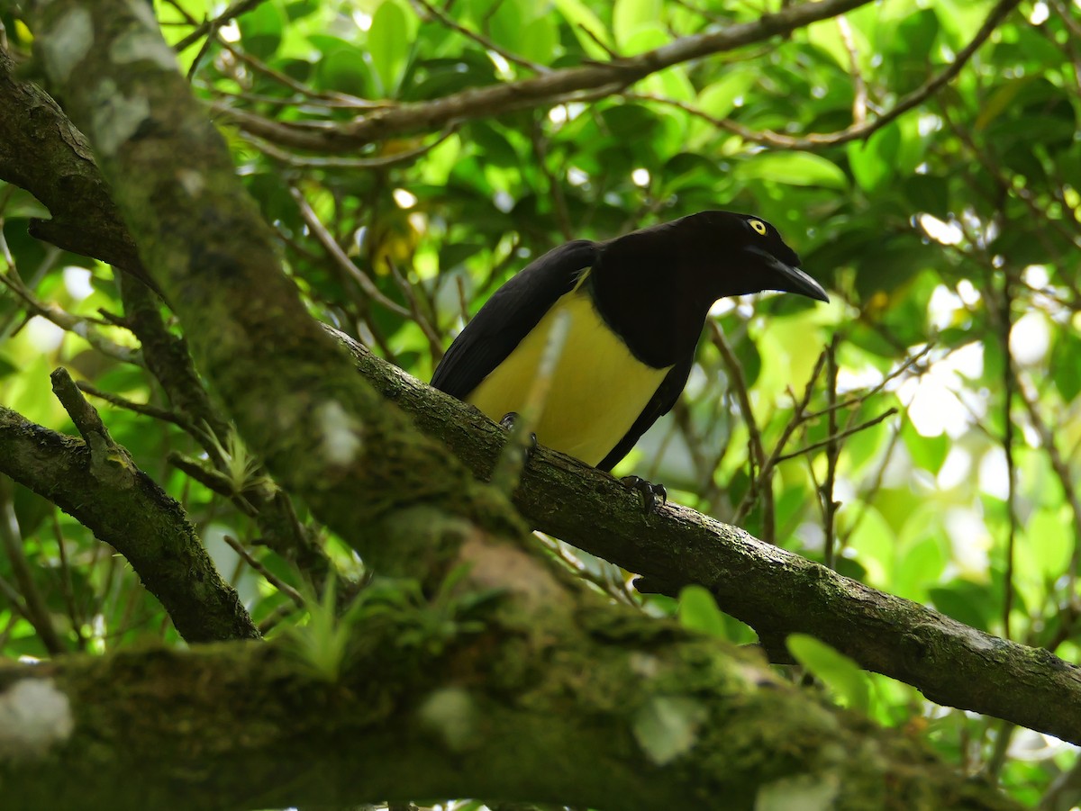 Пая синьоброва - ML646292978