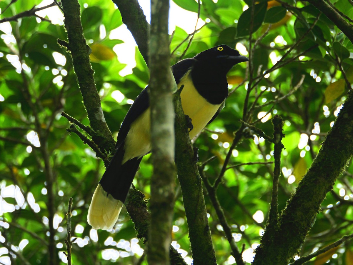 Пая синьоброва - ML646292979