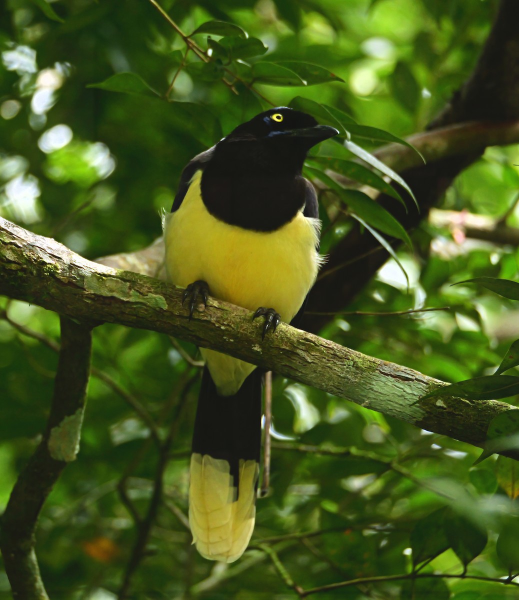 Пая синьоброва - ML646292980