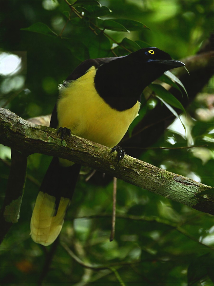 Пая синьоброва - ML646292981