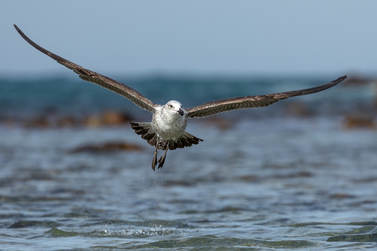 Мартин домініканський (підвид vetula) - ML646292982