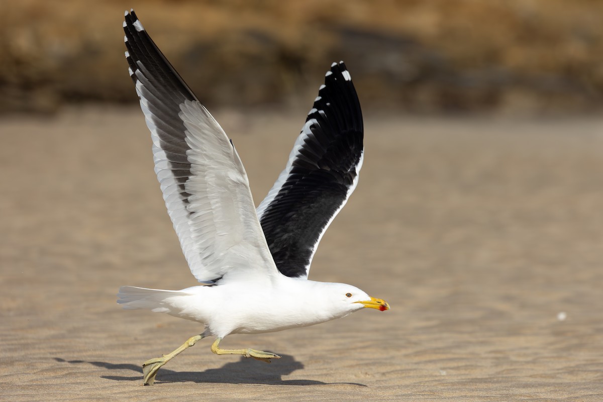 Мартин домініканський (підвид vetula) - ML646292983