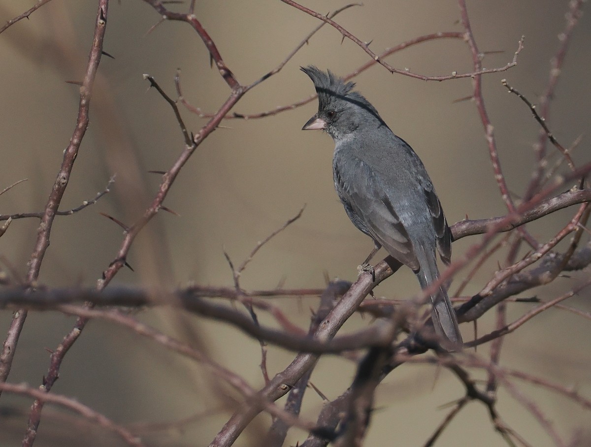 Шиферець болівійський - ML646292984